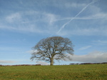 SX17180 Tree with blue sky.jpg